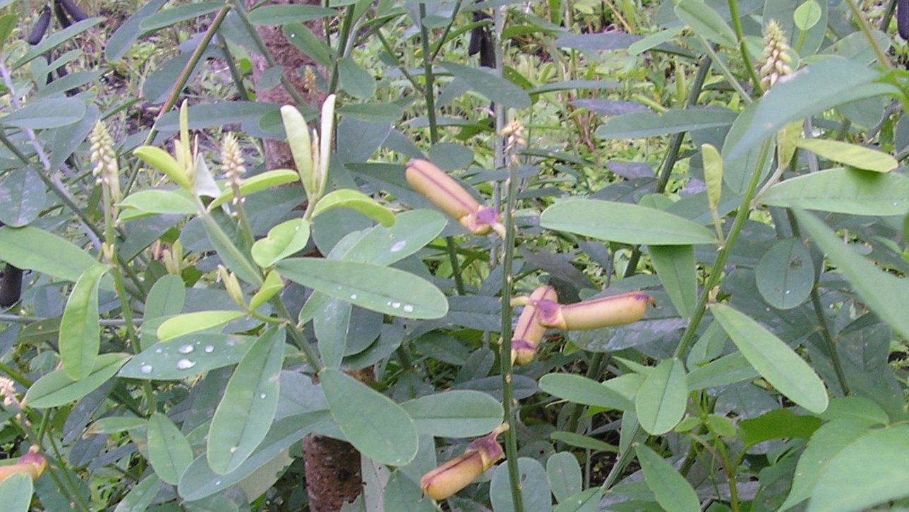 w068_snap02_snap dragon seed pods_abandoned quarry at foot of san fernando hill_san fernando_trinidad_tt_20101222_tobagojo@gmail.com_P1010032C_1288w_725h